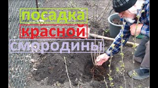 Куст красной смородины посадили так как нам подсказали на рынке при покупке