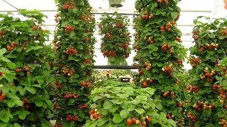 Вертикальный способ выращивания клубники. Выращивания клубники.