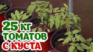 25 кг томатов с куста. Правильная посадка томатов.