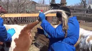 Сдали кровь у коров и телок на анализ - будни на ферме . - Лпх Дом Велеса - жизнь за городом