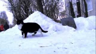 Глазами бездомного котёнка