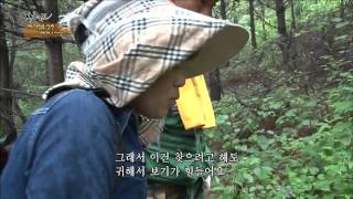 산삼보다 더 귀한 신비의 꽃버섯