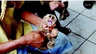 Slow Loris Animal Cruelty | Crimes Against Nature