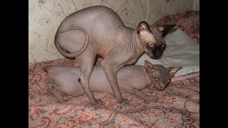 Вязка сфинксов Амур и Зара Кот обхаживает кошку Кошачьи игры.