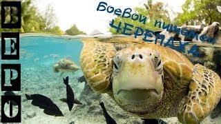 ArcheAge. Обзор Черепахи!