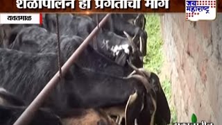 Palvi: Goat farming in Yavatmal
