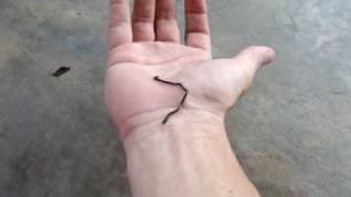 Smallest Snake in World, a Blind Snake ??Thailand VLOG | ThaiPulseCom