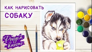 Как нарисовать собаку (щенка) цветными карандашами. Рисование. Рисуем вместе