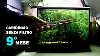 Caridinaio SENZA FILTRO (9° MESE) • Zone Anossiche e H2S