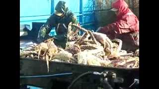 Лов краба в Беринговом море