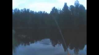 Ловля окуня летом. Окунь на удочку