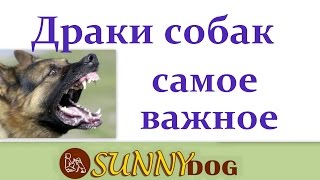 драки собак  что делать  как избежать драк причины драк