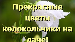 Цветы колокольчики, простые, но прекрасные. Фото колокольчиков