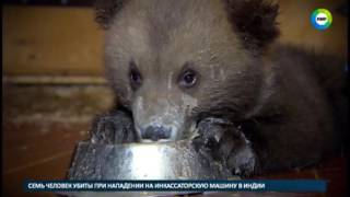 Ясли для медвежат. Документальный фильм