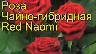Роза чайно-гибридная Ред Наоми. Краткий обзор, описание характеристик, где купить саженцы Red Naomi