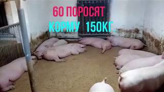 Свиньи кума.Спустя два месяца.Результат.Откорм свиней.Покупка свиней на Серво Люкс Генетик.Часть 3