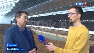 Круглогодичная теплица открылась в Бурятии. Вести Бурятия Эфир от 16 01 2020