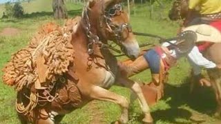 Mula Xucra Derruba o Peão ║ Foi Fazer Graça