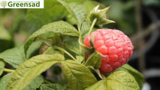 Малина ремонтантная "Зюгана" - видео-обзор от Greensad