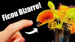 Deixei Uma Planta Carnívora Digerir Meu Dedo Por 8 Horas !!