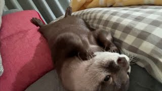 カワウソさくら 夜一緒に寝る前に何やらモゾモゾしているカワウソ otter moving before going to bed together at night