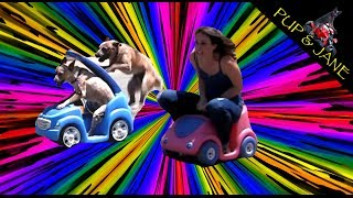 Dog vs Girl Car race - Fun with Pup and Jane