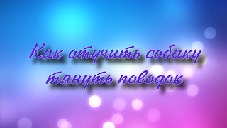 Как отучить собаку тянуть поводок/обзор коректирующей шлейки