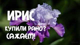 Ирис. Купили рано? Посадка #ириса перед высадкой в грунт.