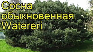 Сосна обыкновенная Ватерери. Краткий обзор, описание характеристик pinus sylvestris Watereri
