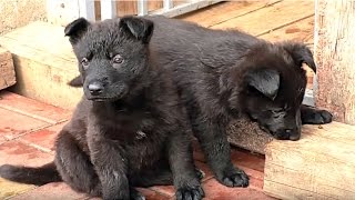 Щенки черной Немецкой Овчарки 1 мес. Black German Shepherd Puppies 1 month. Одесса.