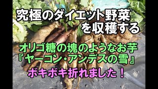 究極のダイエット野菜を収穫する オリゴ糖の塊のようなお芋『ヤーコン・アンデスの雪』