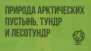 Природа арктических пустынь, тундр и лесотундр. Видеоурок по географии 8 класс
