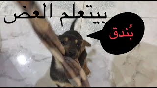 كوڤو و بُندق ومعلومات عن تأهيل الجرو للحراسه في المستقبل !