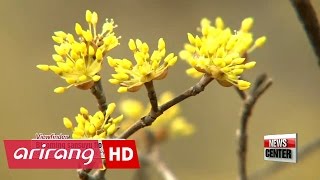 [Viewfinder] Blooming sansuyu flowers