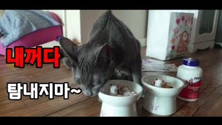 제자#문성우 피아노 독주회서 구독자님이 고양이 선물을 주셨는데 고양이 반응은?