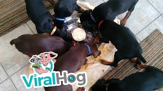 Pinwheel of Puppies Enjoying Dinner || ViralHog