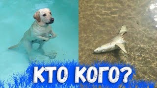 Убойные приколы в мире животных, попробуй не засмеяться!