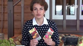 Что посадить в год петуха  Целозия Петушиный гребень