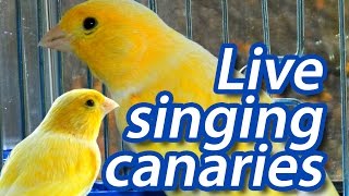 Пение кенара - Live Singing canaries.