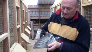 SWINDELLS RACING PIGEONS  PART 2 PAIRING & BREEDING