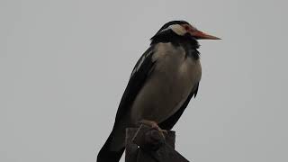 Sound of Pied myna(Go Shalik)