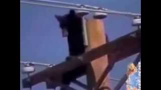 Медведь электрик