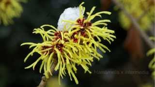 Zaubernuss Hamamelis