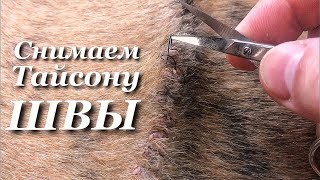 Пришло время снимать Тайсону  швы