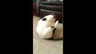 Fat cat trying to clean himself