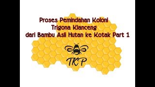 proses pemindahan koloni trigona klanceng kelulut dari bambu asli hutan ke kotak part 1