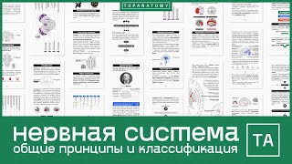Нервная система: общие принципы и классификация