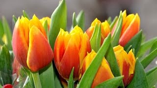 Красивая песня  ♥ܓ Так хочется тюльпанов в феврале