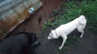 Выращивание щенков лайки для охоты на кабана