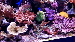 My Visit to The Aquarium of the Pacific